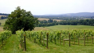 Picture of Vineyard